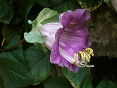 Cobaea scandens